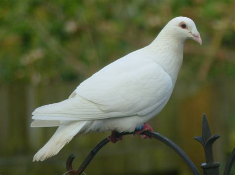 white dove bird images